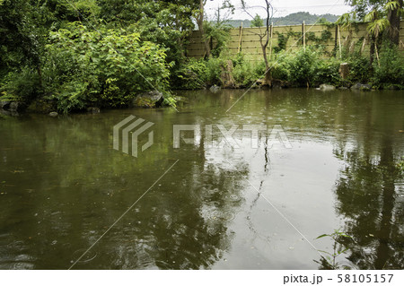 雨の気比神宮 亀の池 福井県敦賀市 雨の気比神宮 亀の池 福井県敦賀市 58105157