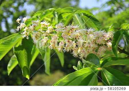栃ノ木の花 一房の栃ノ木の花 栃ノ木の白い花 白い花の咲く頃 栃ノ木満開 栃ノ木の花 一房の栃ノ木の花 栃ノ木の白い花 白い花の咲く頃 栃ノ木満開 58105269