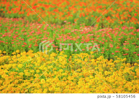 Flower garden background There are many flowers Flower garden background There are many flowers 58105456