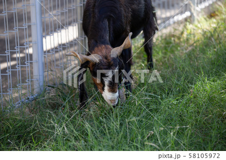 大阪天王寺動物園のミミナガヤギ 大阪天王寺動物園のミミナガヤギ 58105972
