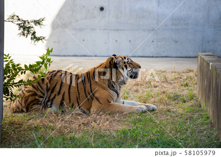 大阪天王寺動物園のトラ 大阪天王寺動物園のトラ 58105979