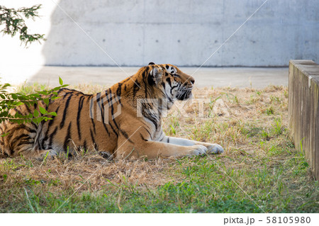 大阪天王寺動物園のトラ 大阪天王寺動物園のトラ 58105980