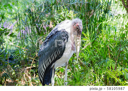 大阪天王寺動物園のハゲコウ 大阪天王寺動物園のハゲコウ 58105987