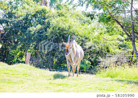 大阪店の時動物園のエランド 58105990
