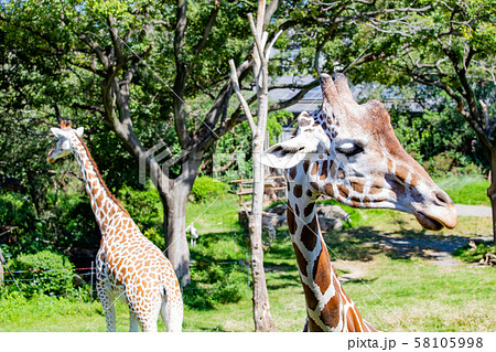 大阪天王寺動物園のアミメキリン 大阪天王寺動物園のアミメキリン 58105998