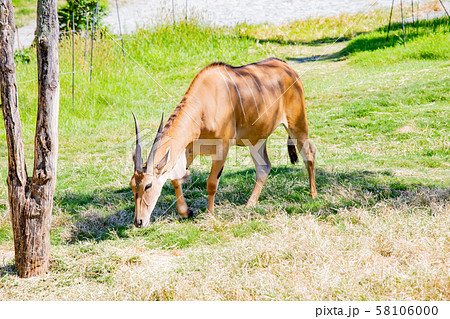 大阪天王寺動物園のエランド 大阪天王寺動物園のエランド 58106000
