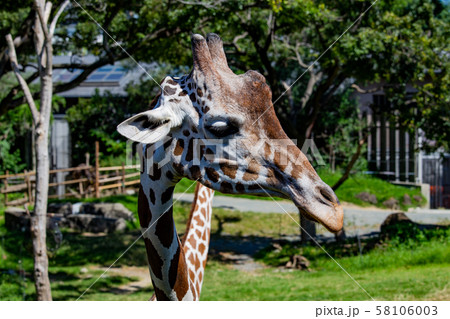 大阪天王寺動物園のアミメキリン 大阪天王寺動物園のアミメキリン 58106003