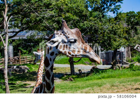 大阪天王寺動物園のアミメキリン 大阪天王寺動物園のアミメキリン 58106004