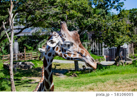 大阪天王寺動物園のアミメキリン 大阪天王寺動物園のアミメキリン 58106005