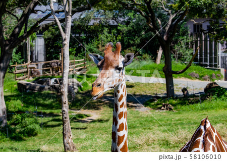 大阪天王寺動物園のアミメキリン 大阪天王寺動物園のアミメキリン 58106010