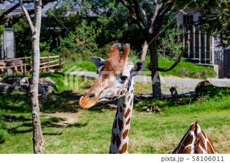 大阪天王寺動物園のアミメキリン 大阪天王寺動物園のアミメキリン 58106011
