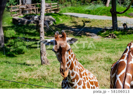 大阪天王寺動物園のアミメキリン 大阪天王寺動物園のアミメキリン 58106013