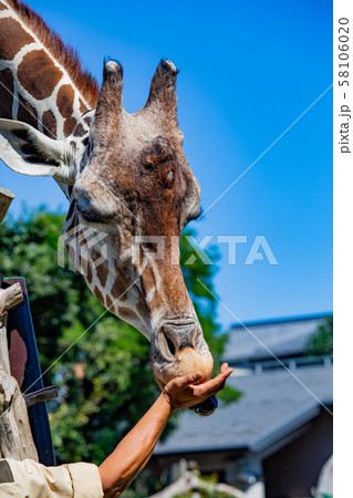 大阪 天王寺動物園のキリンの写真素材
