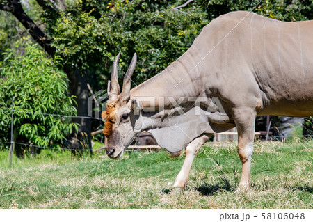 大阪天王寺動物園のエランド 大阪天王寺動物園のエランド 58106048