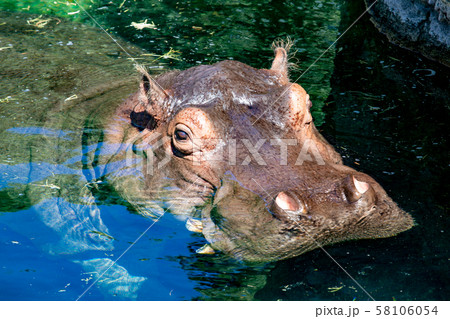 大阪天王寺動物園のカバ 大阪天王寺動物園のカバ 58106054