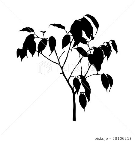 Black Ficus plant Silhouette isolated on white background. Vector Illustration 58106213