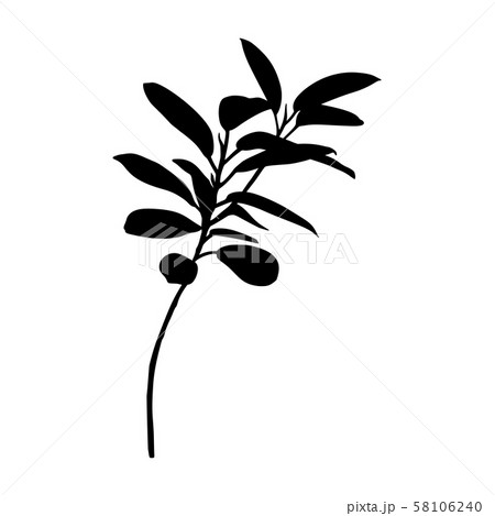 Black Ficus plant Silhouette isolated on white background. Vector Illustration 58106240