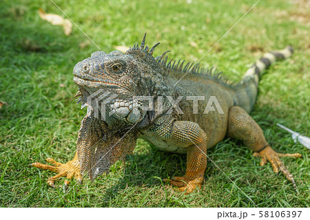 セミナリオ公園のグリーンイグアナ 58106397