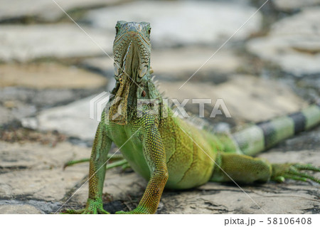 セミナリオ公園のグリーンイグアナ 58106408