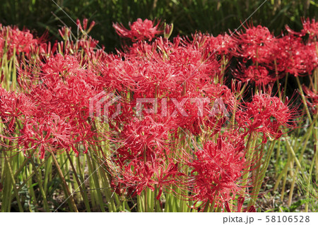 彼岸花 奈良県高市郡明日香村 彼岸花 奈良県高市郡明日香村 58106528