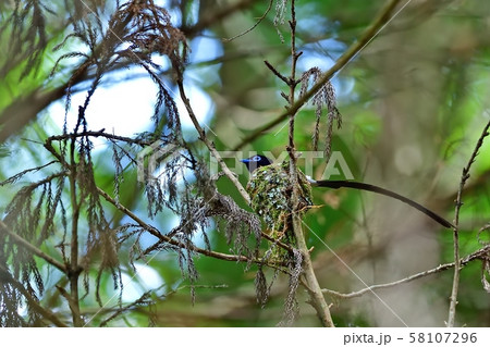 子育てに大忙しのサンコウチョウのカップル 58107296