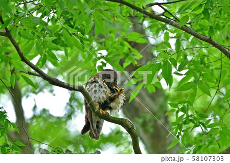 新緑に包まれてくつろぐ子育て中のアオバズク親鳥 新緑に包まれてくつろぐ子育て中のアオバズク親鳥 58107303