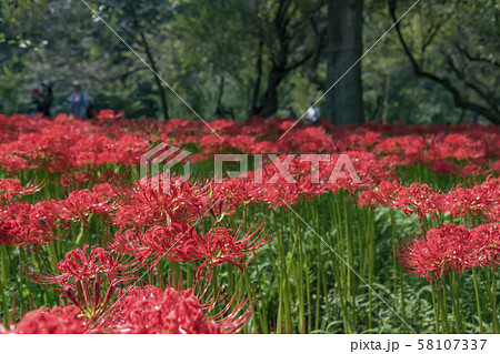 【巾着田　彼岸花】 58107337