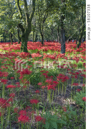 【巾着田　彼岸花】 58107338