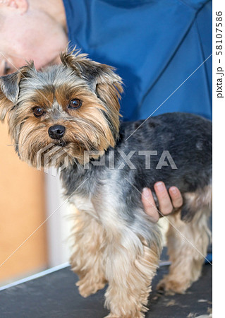 Preparing the Yorkshire terrier dog to grooming Preparing the Yorkshire terrier dog to grooming 58107586