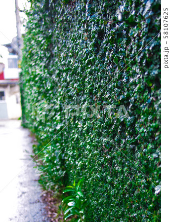 壷屋　雨に濡れた葉壁　沖縄県那覇市 58107625