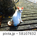 壷屋の猫　沖縄県那覇市 58107632