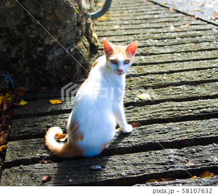 壷屋の猫　沖縄県那覇市 58107632