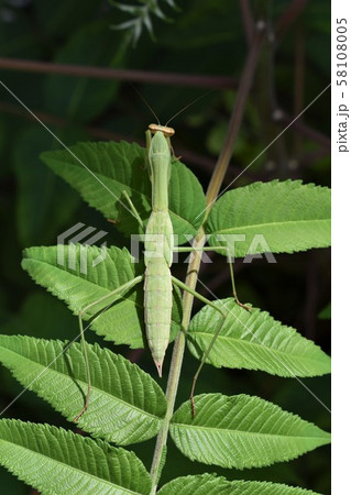 カマキリ カマキリ 58108005