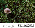 Mushroom and Moss in the forest. Vintage outdoor photo 58108258