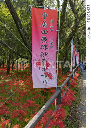 【巾着田 彼岸花】 【巾着田 彼岸花】 58108428