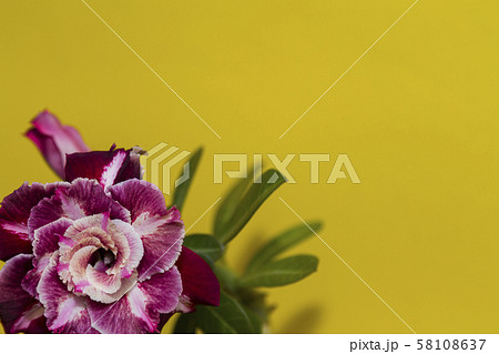 Beautiful flower rose or adenium on yellow Beautiful flower rose or adenium on yellow 58108637