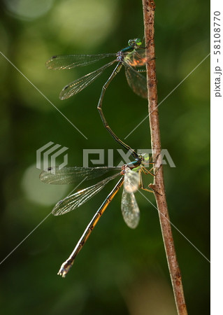 生物昆蟲oo Aoi蜻蜓 在秋天的陽光下交配 產卵季節即將開始 照片素材 圖片 圖庫