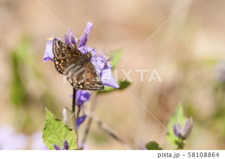 ミヤマセセリ 58108864