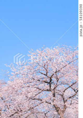 満開の桜と青空 58109390