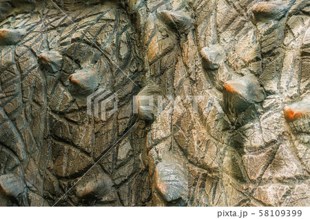 Close up to Colorful and patterns of  dinosaur 58109399