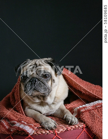 Cute pug dog lying in blanket on a pillow, looking Cute pug dog lying in blanket on a pillow, looking 58109685