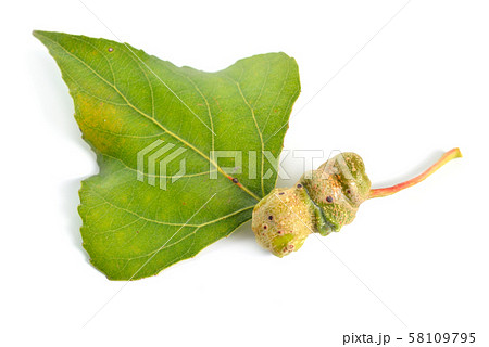 Populus or aspen, cottonwood leawes with Galls. 58109795