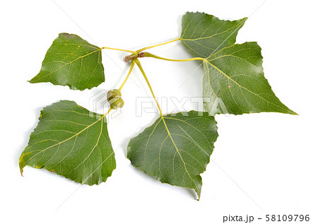 Populus or aspen, cottonwood leawes Isolated on 58109796