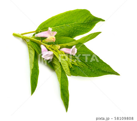 Sesame plant with flowers isolated on white 58109808