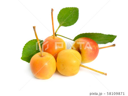 Malus baccata known by the common names Siberian 58109871