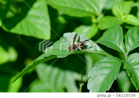 コアシナガバチ 58110530
