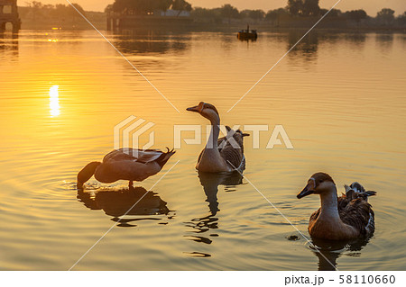 Gadisar lake with ducks in the morning at sunrise. Gadisar lake with ducks in the morning at sunrise. 58110660