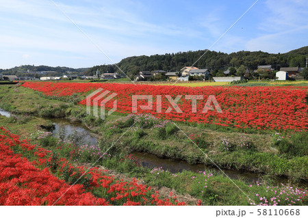 彼岸花 茨城県常陸太田市 彼岸花 茨城県常陸太田市 58110668