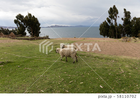 Sheep the Uro Islands,Peru 58110702