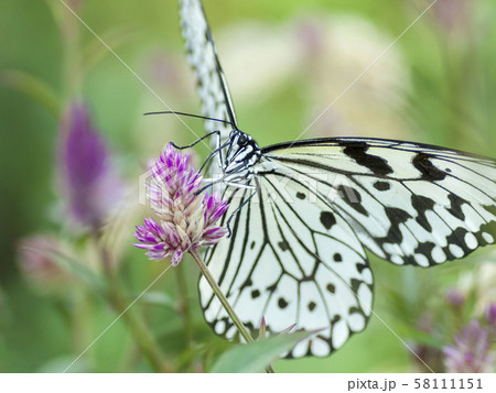 オオゴマダラ 58111151